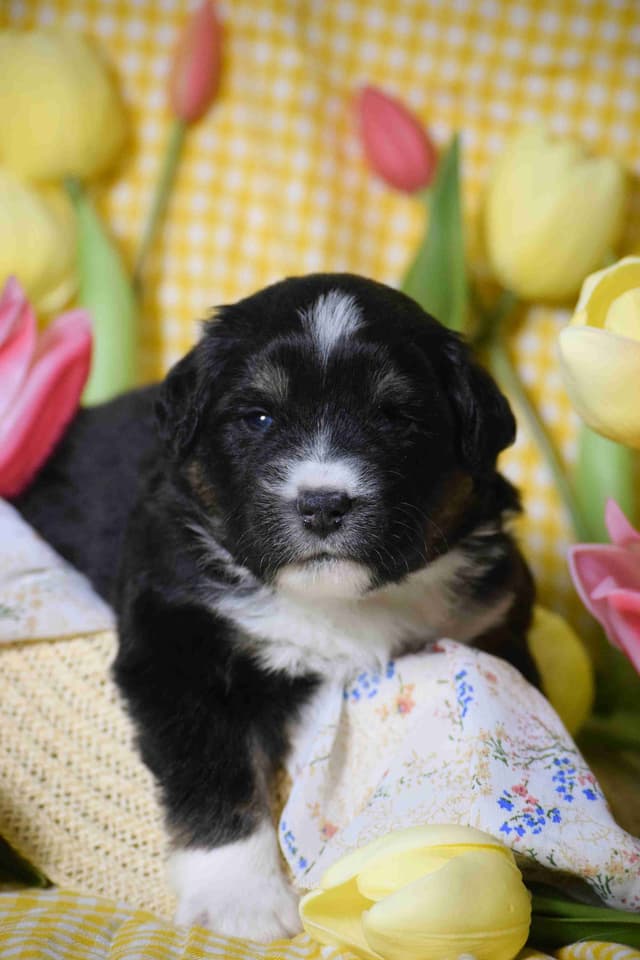Miniature American Shepherd Puppies media 7