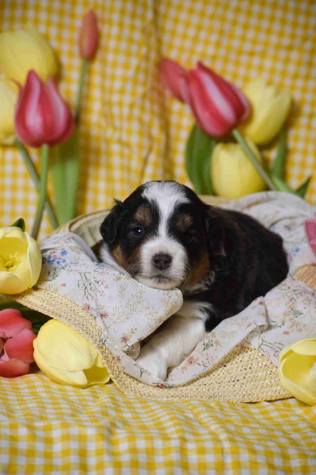 Miniature American Shepherd Puppies media 3