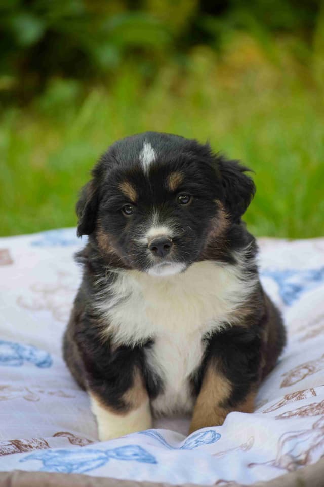 Miniature American Shepherd Puppies media 6