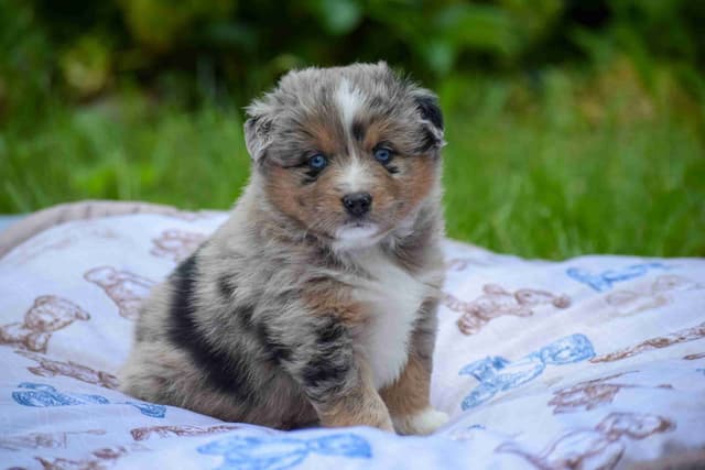 Miniature American Shepherd Puppies media 8