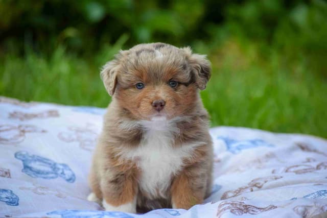 Miniature American Shepherd Puppies media 4