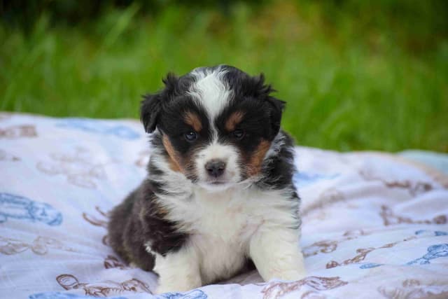 Miniature American Shepherd Puppies media 2