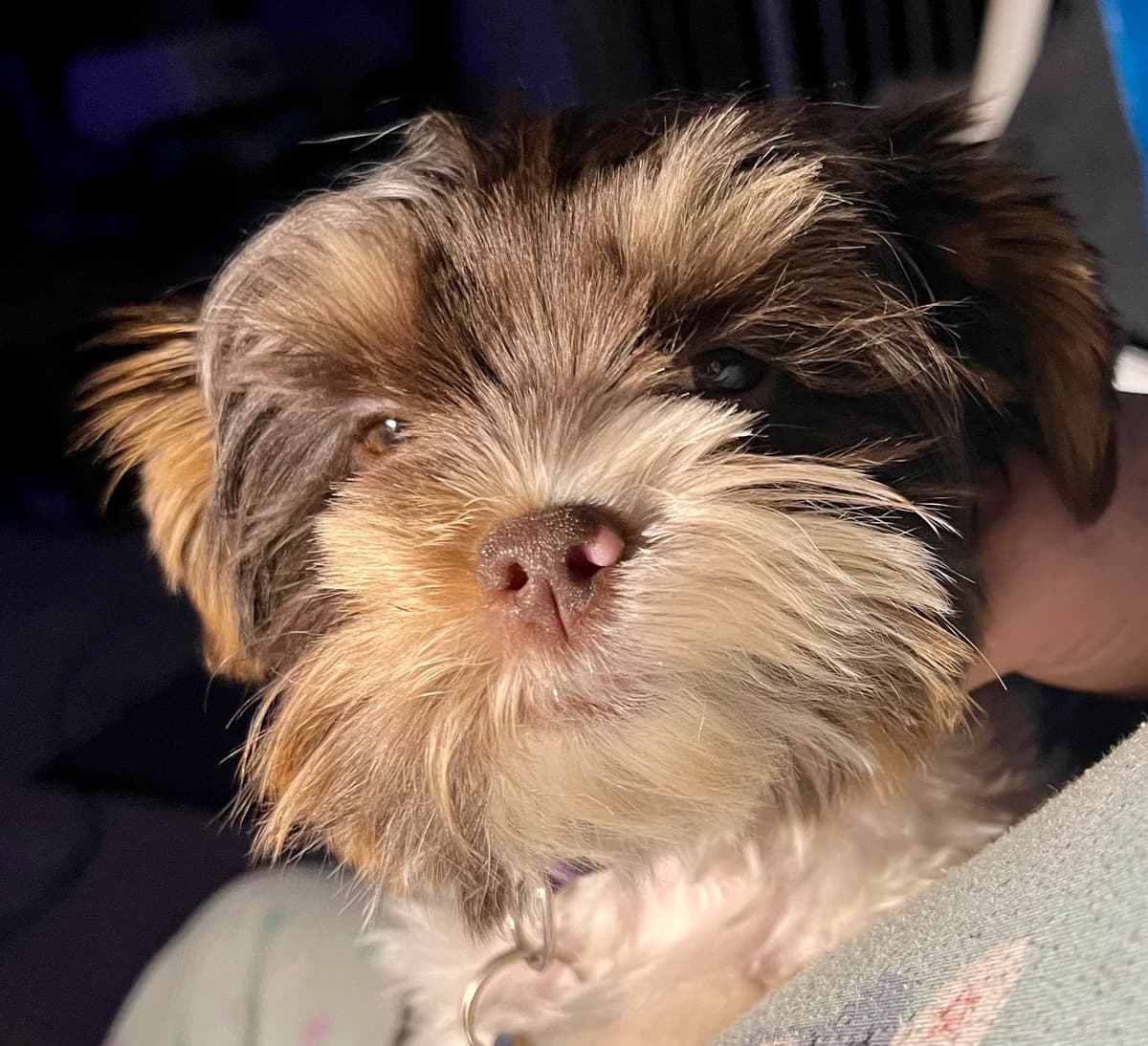 Yorkshire Terrier Puppies breeder image 2