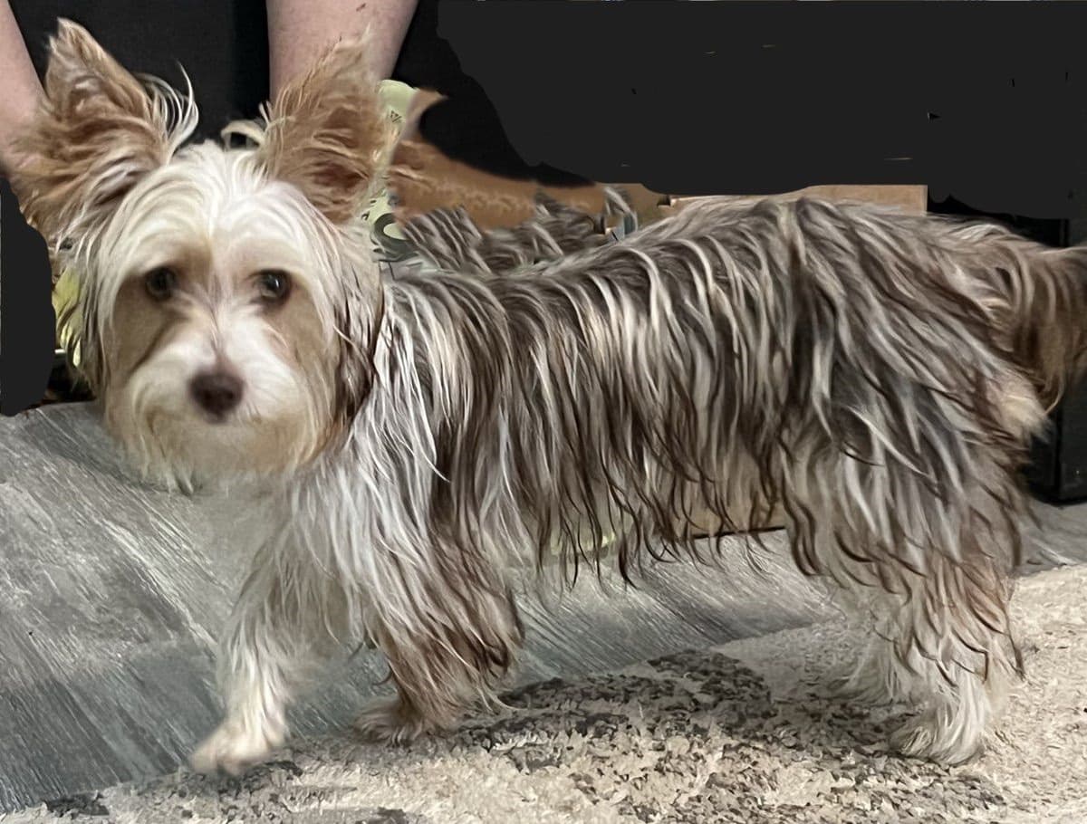 Yorkshire Terrier Puppies breeder image 3