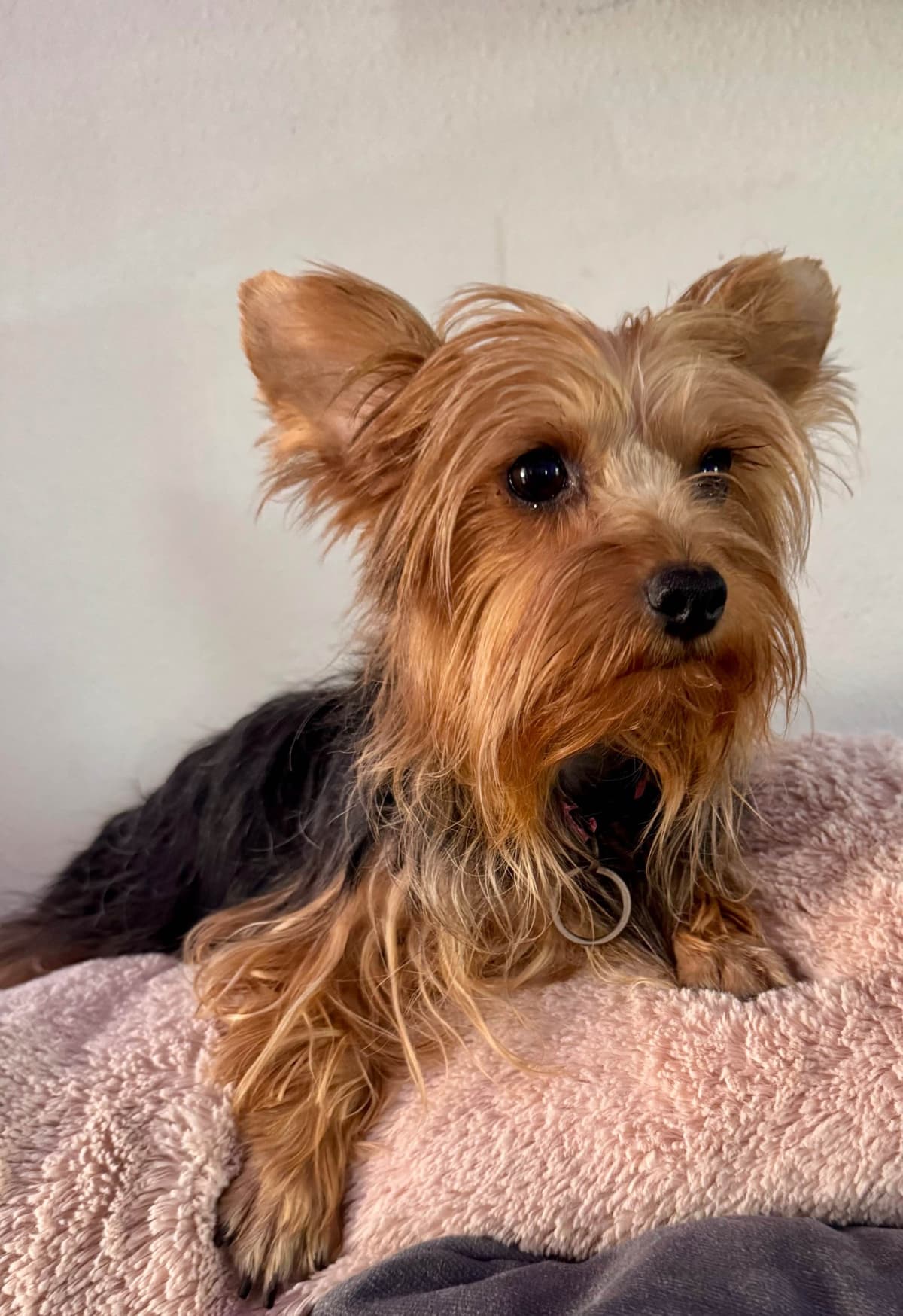 Yorkshire Terrier Puppies breeder image 5