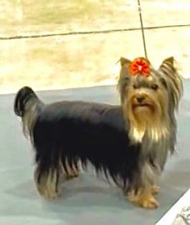 Yorkshire Terrier Puppies media 3