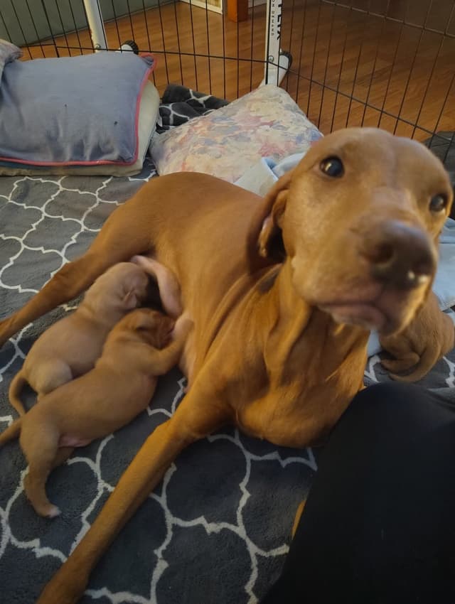 Hungarian Pointer (Vizsla) media 2