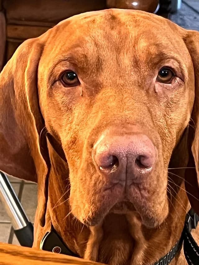 Hungarian Pointer (Vizsla) media 3
