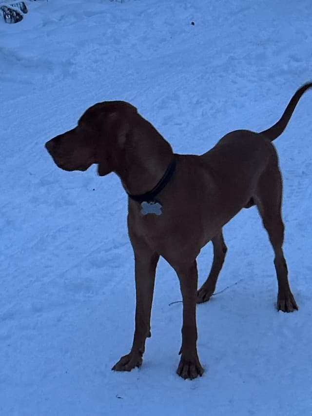 Hungarian Pointer (Vizsla) media 4