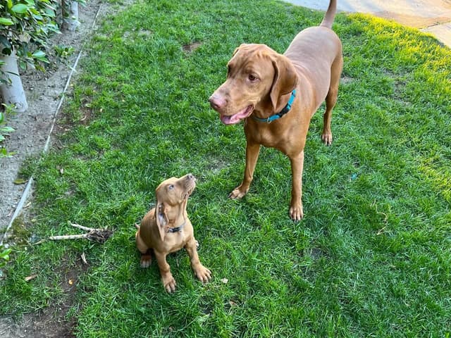 Hungarian Pointer (Vizsla) media 5