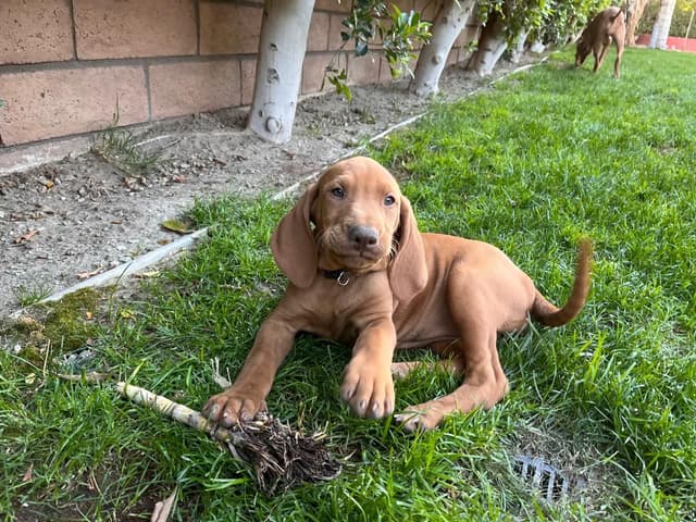 Hungarian Pointer (Vizsla) media 6