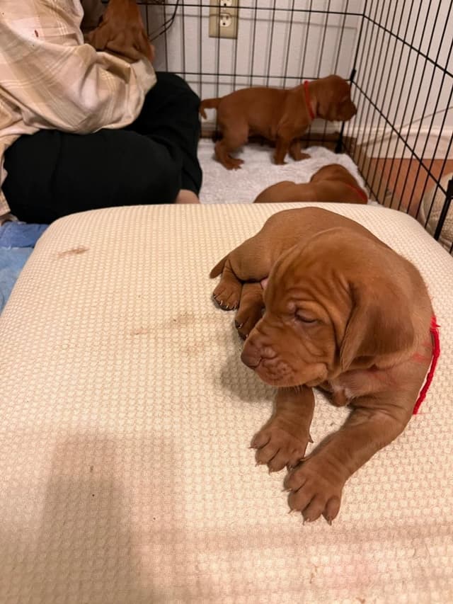 Hungarian Pointer (Vizsla) media 8