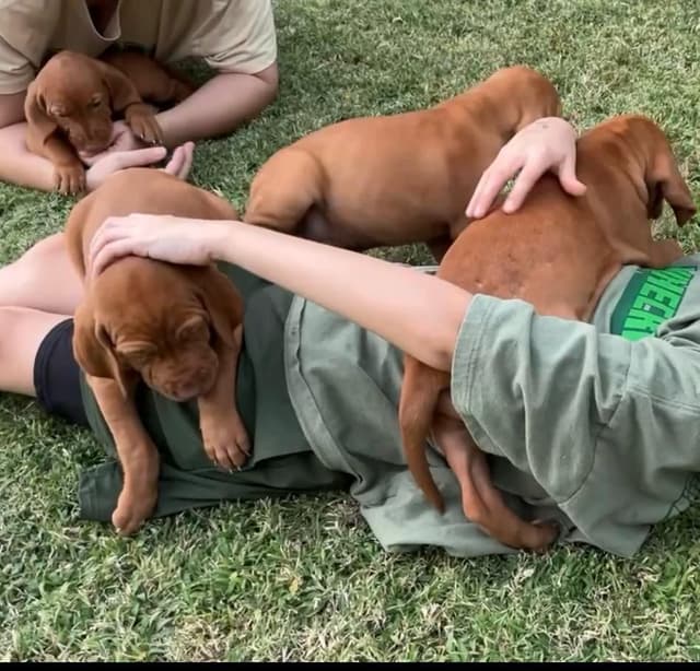 Hungarian Pointer (Vizsla) media 9