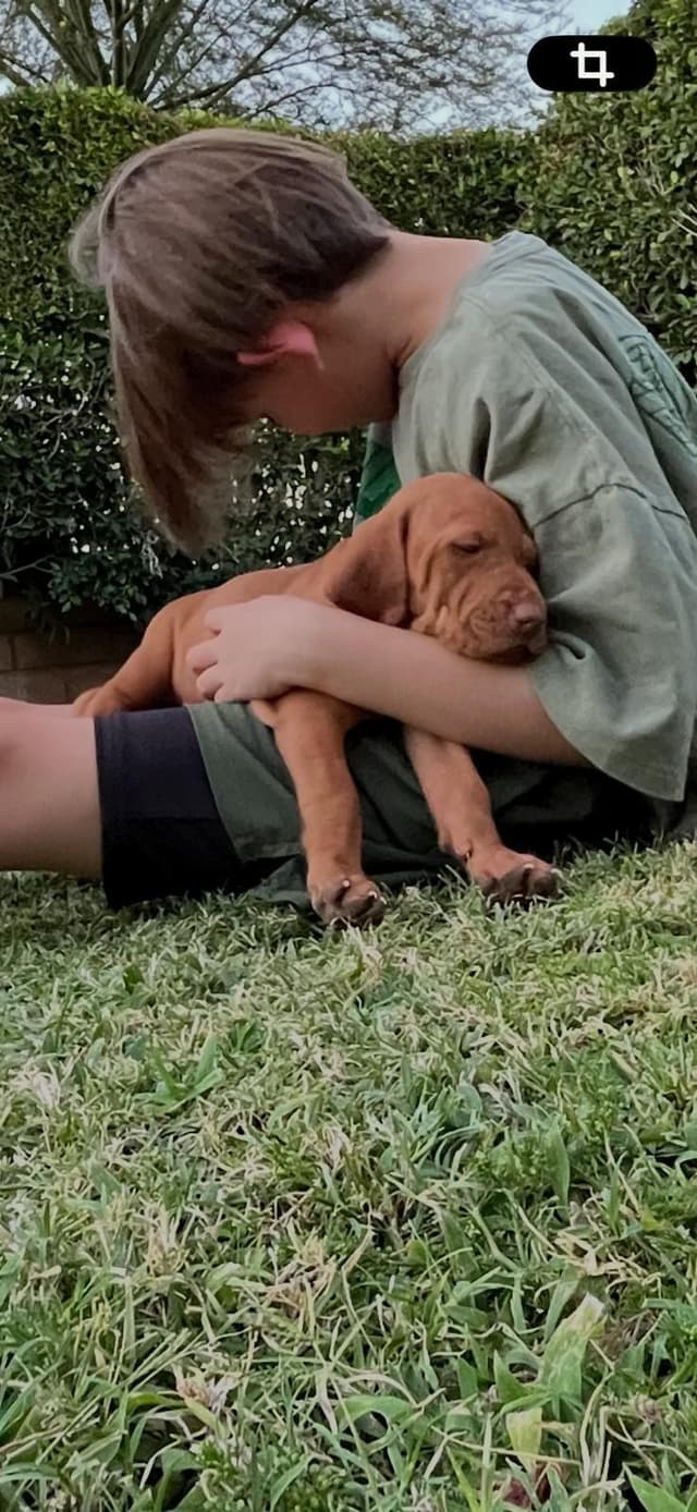 Hungarian Pointer (Vizsla) media 14