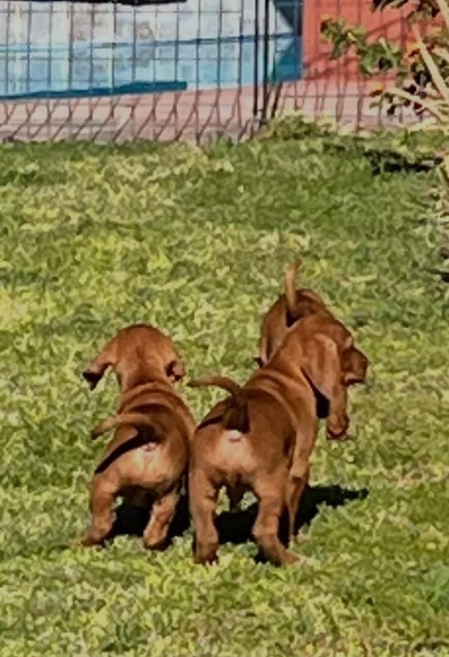 Hungarian Pointer (Vizsla) media 11