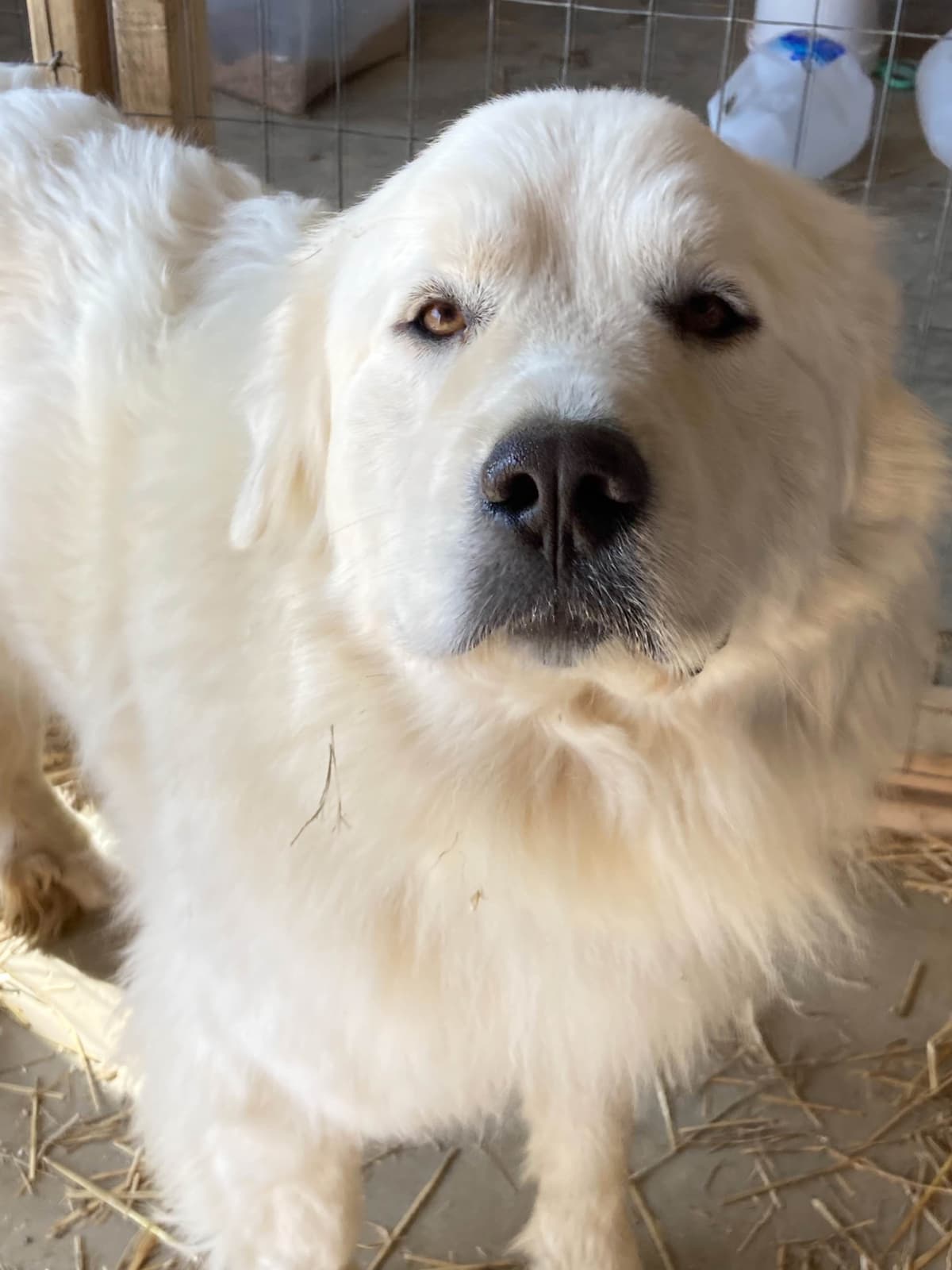 Hitchcock Homestead Great Pyrenees breeder image 17