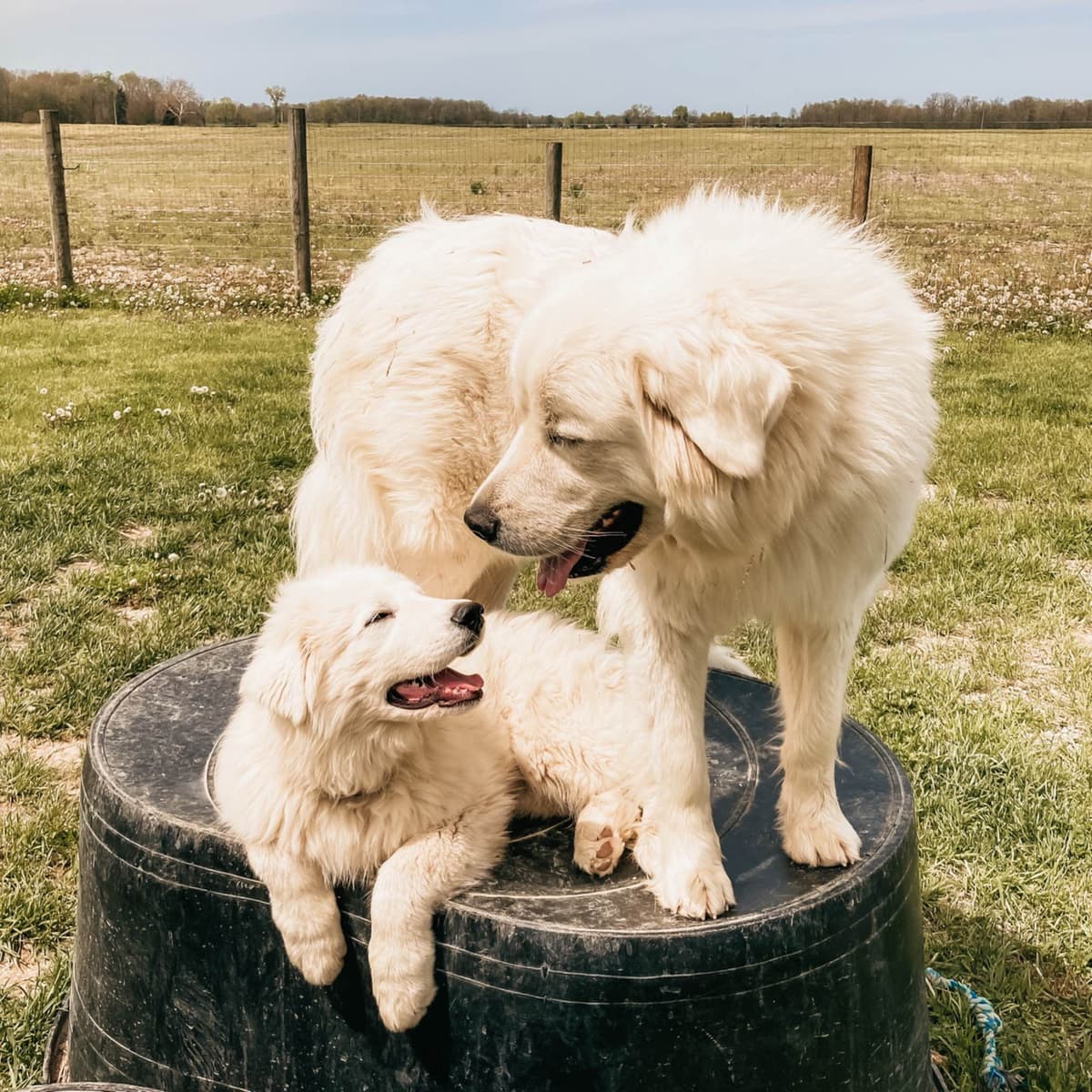 Hitchcock Homestead Great Pyrenees breeder image 3