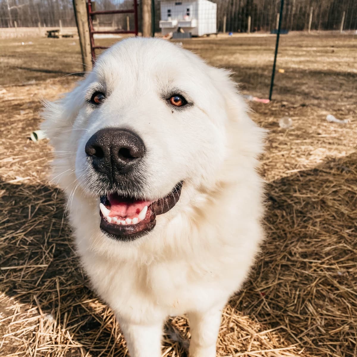 Hitchcock Homestead Great Pyrenees breeder image 5