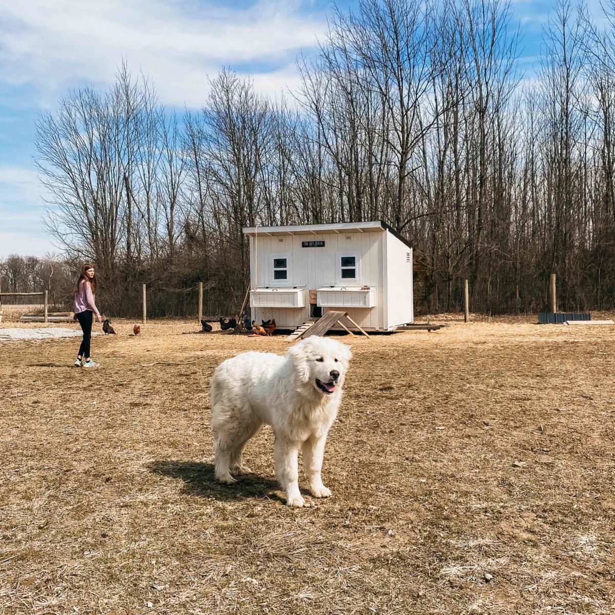 Hitchcock Homestead Great Pyrenees breeder image 10