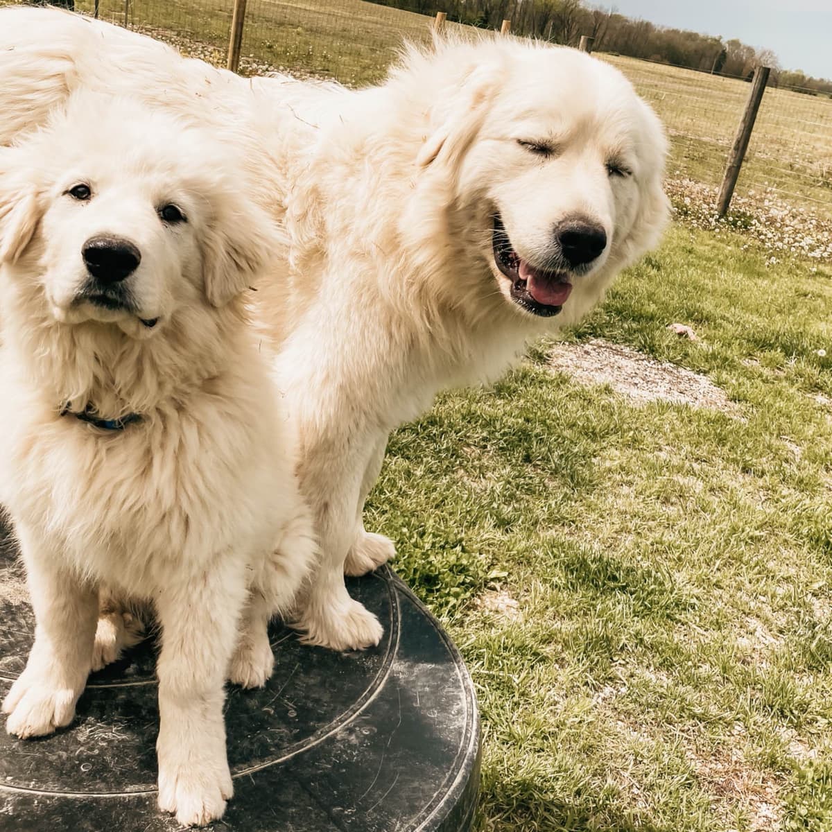 Hitchcock Homestead Great Pyrenees breeder image 11