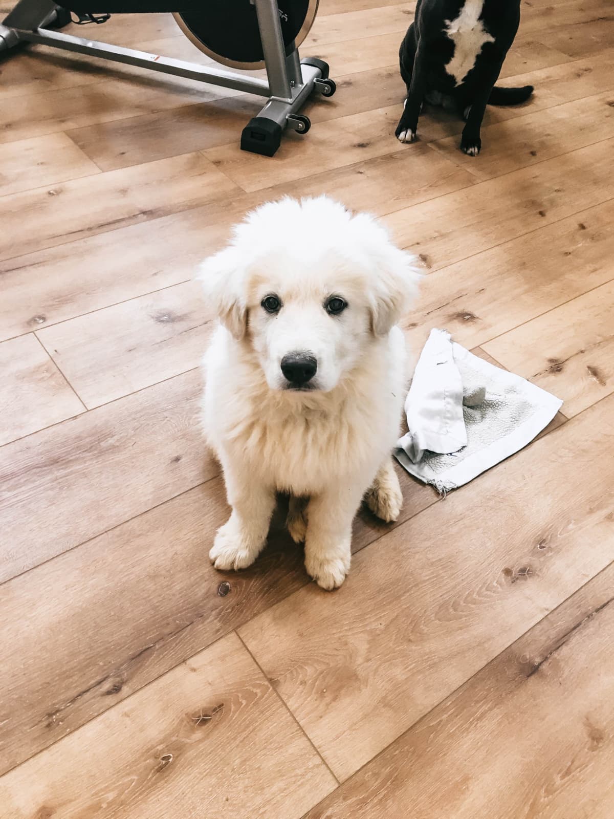 Hitchcock Homestead Great Pyrenees breeder image 12
