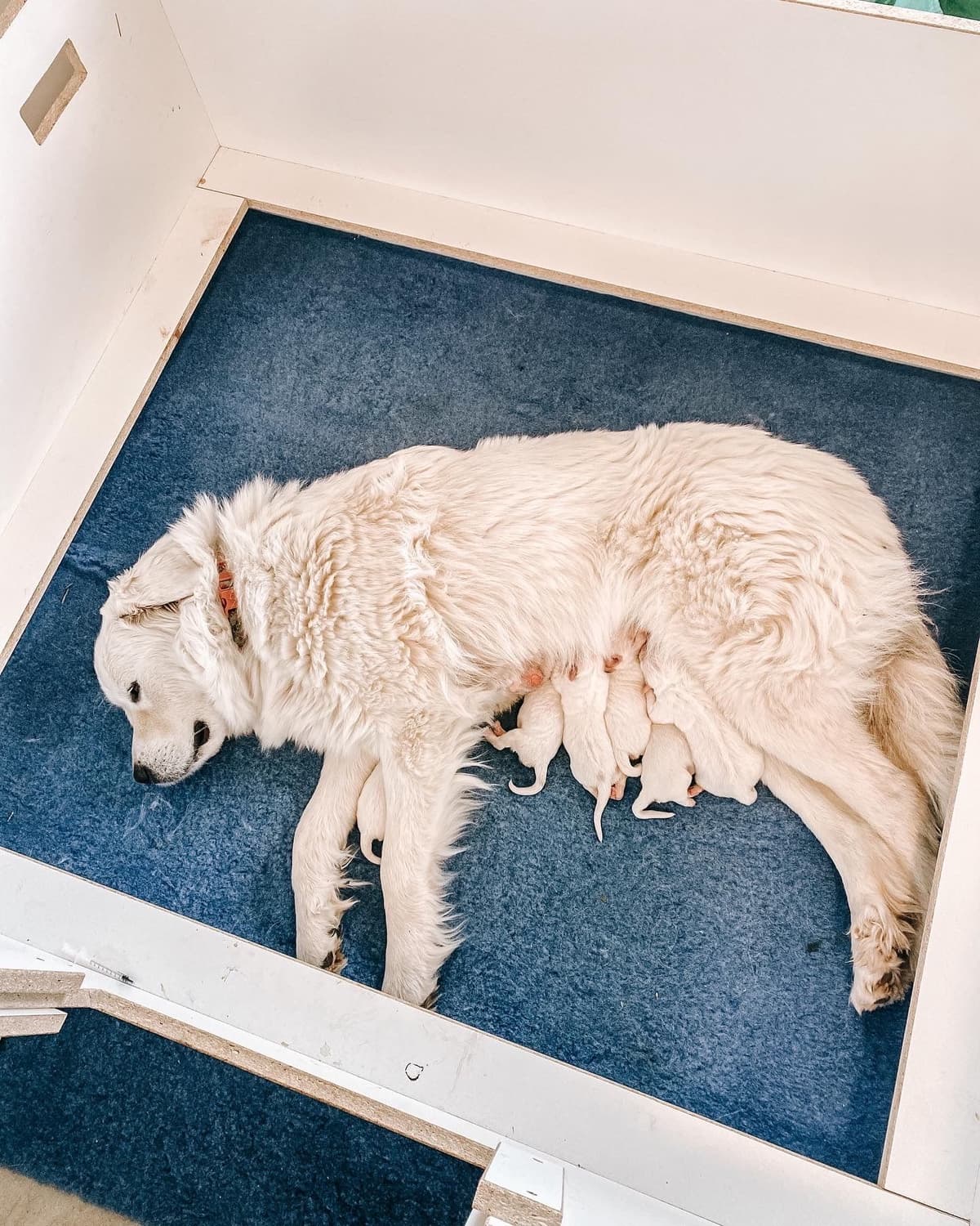 Hitchcock Homestead Great Pyrenees breeder image 4