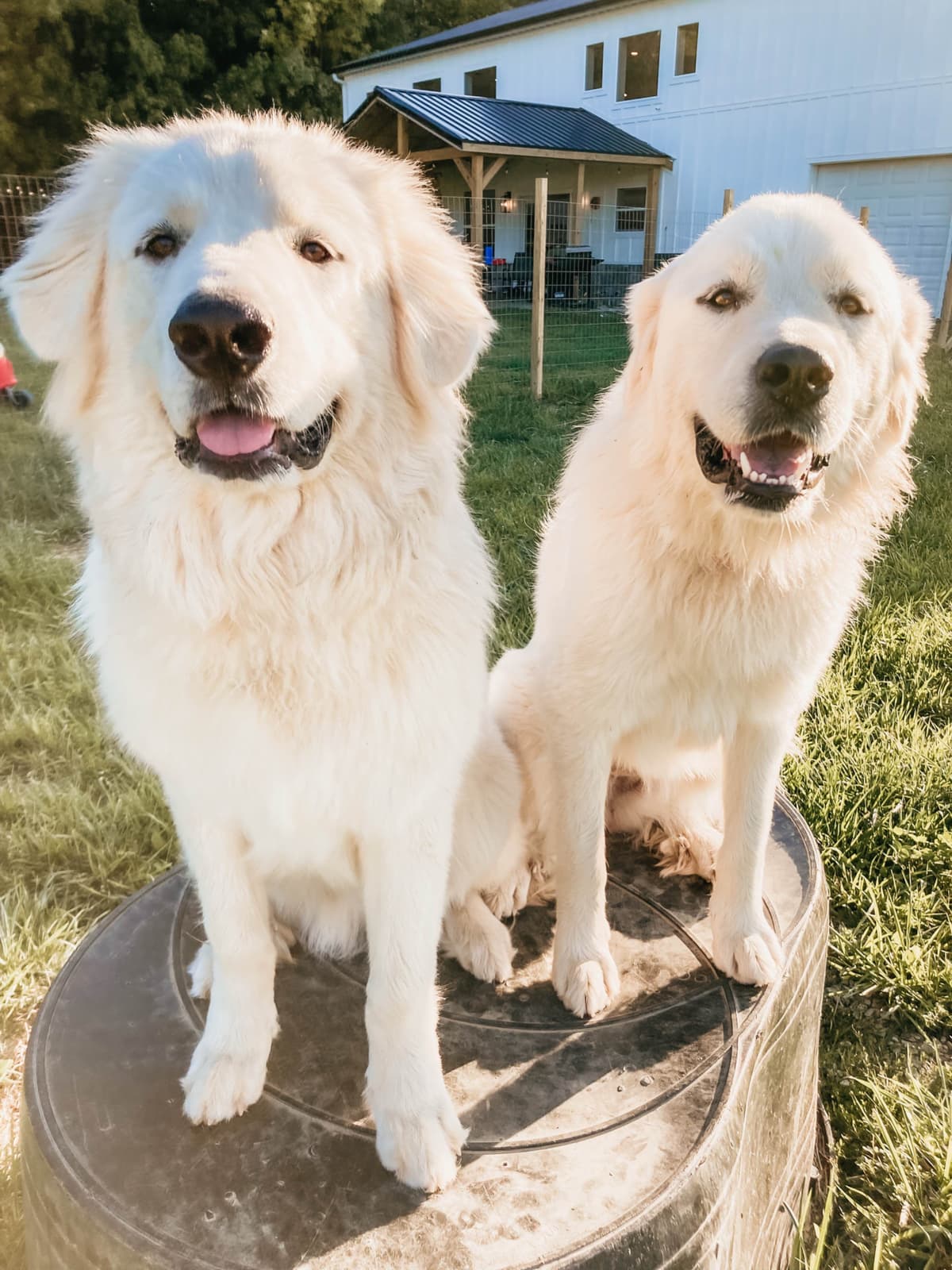 Hitchcock Homestead Great Pyrenees breeder image 8