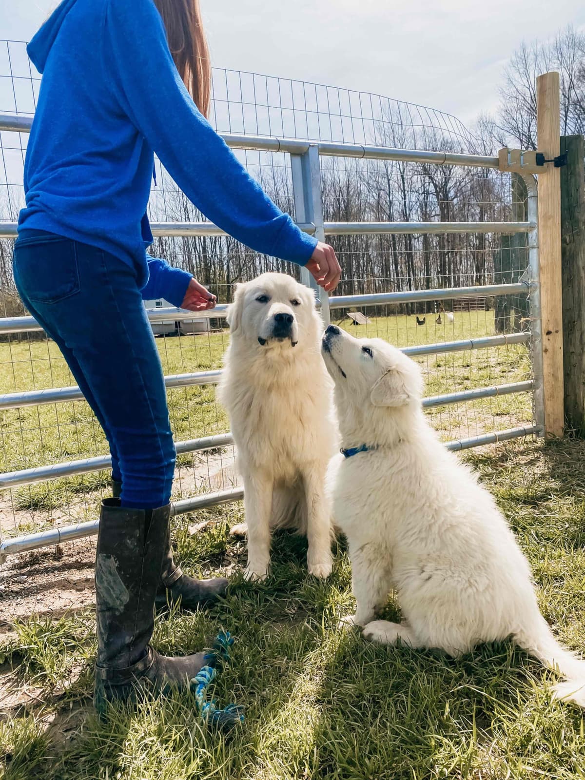 Hitchcock Homestead Great Pyrenees breeder image 1