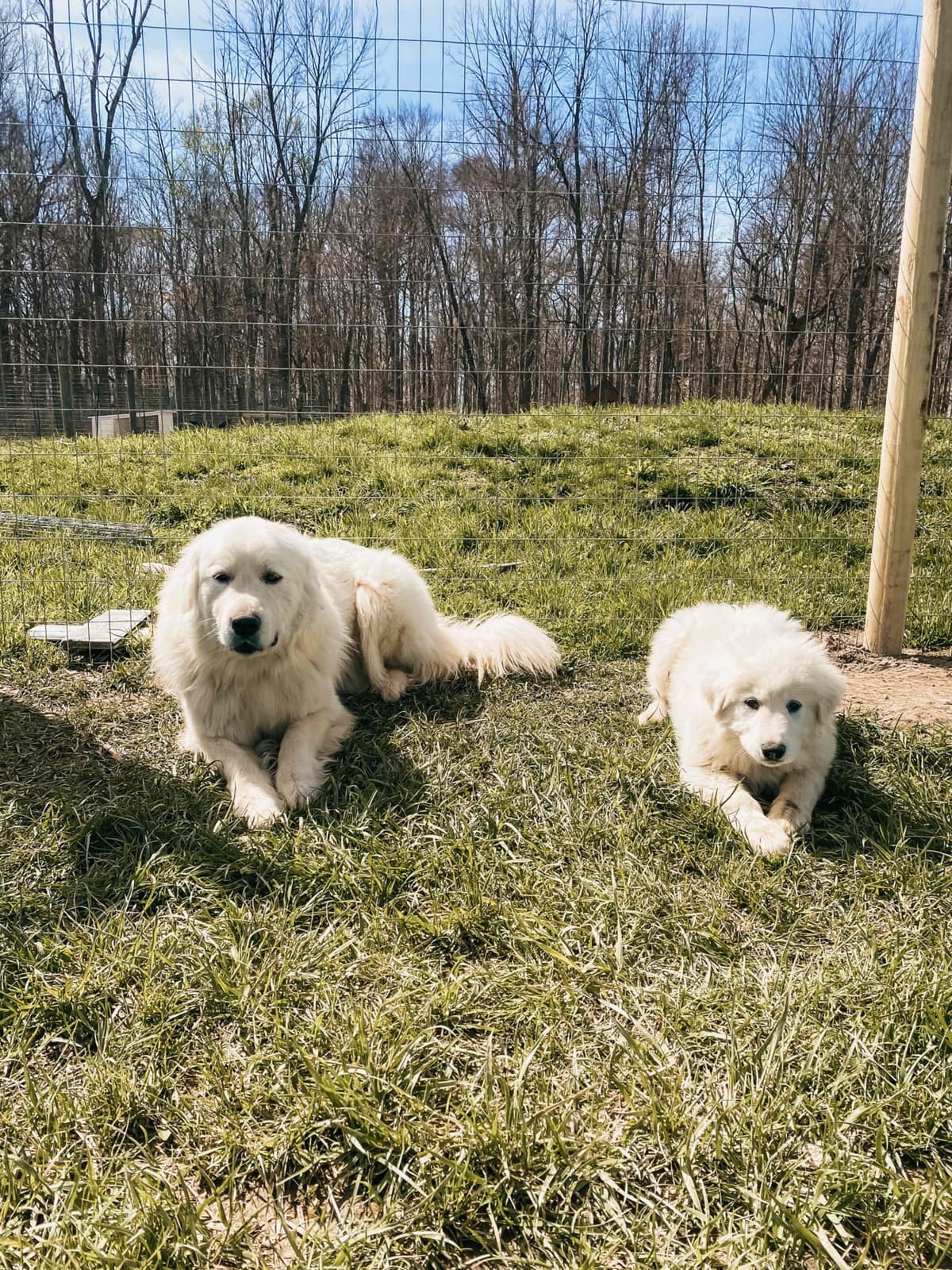 Hitchcock Homestead Great Pyrenees breeder image 19