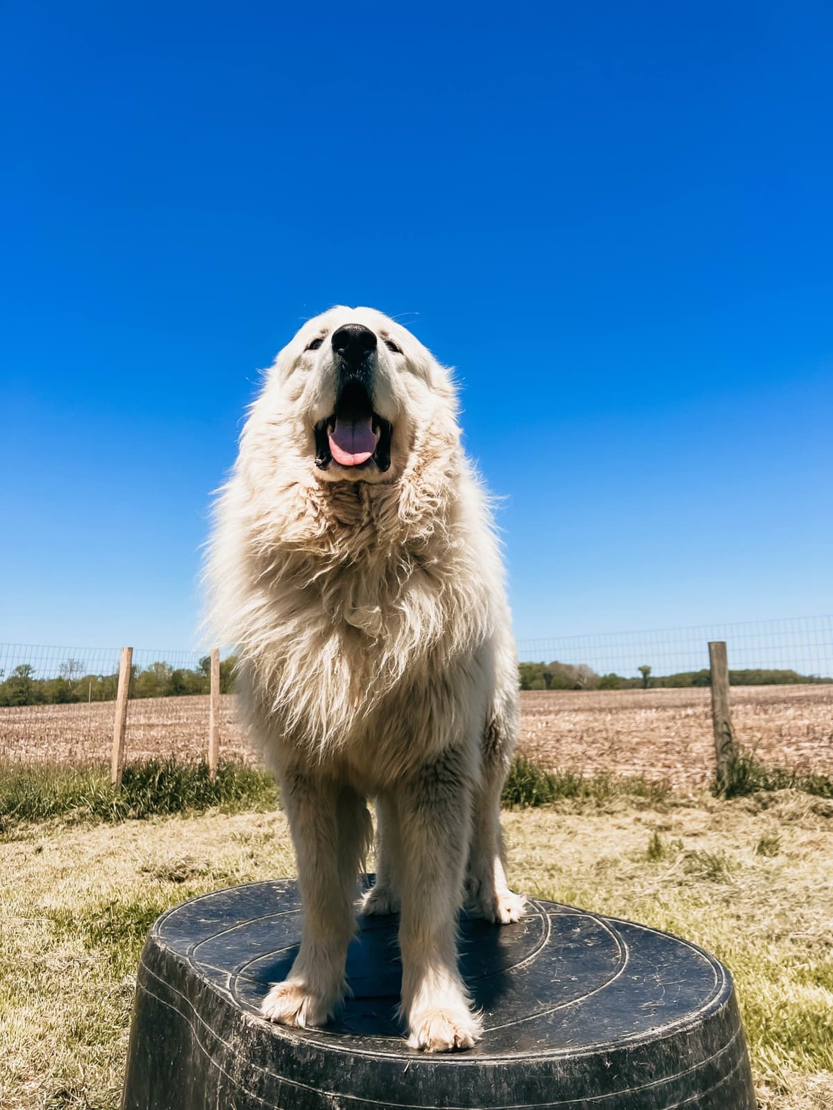 Hitchcock Homestead Great Pyrenees breeder image 20