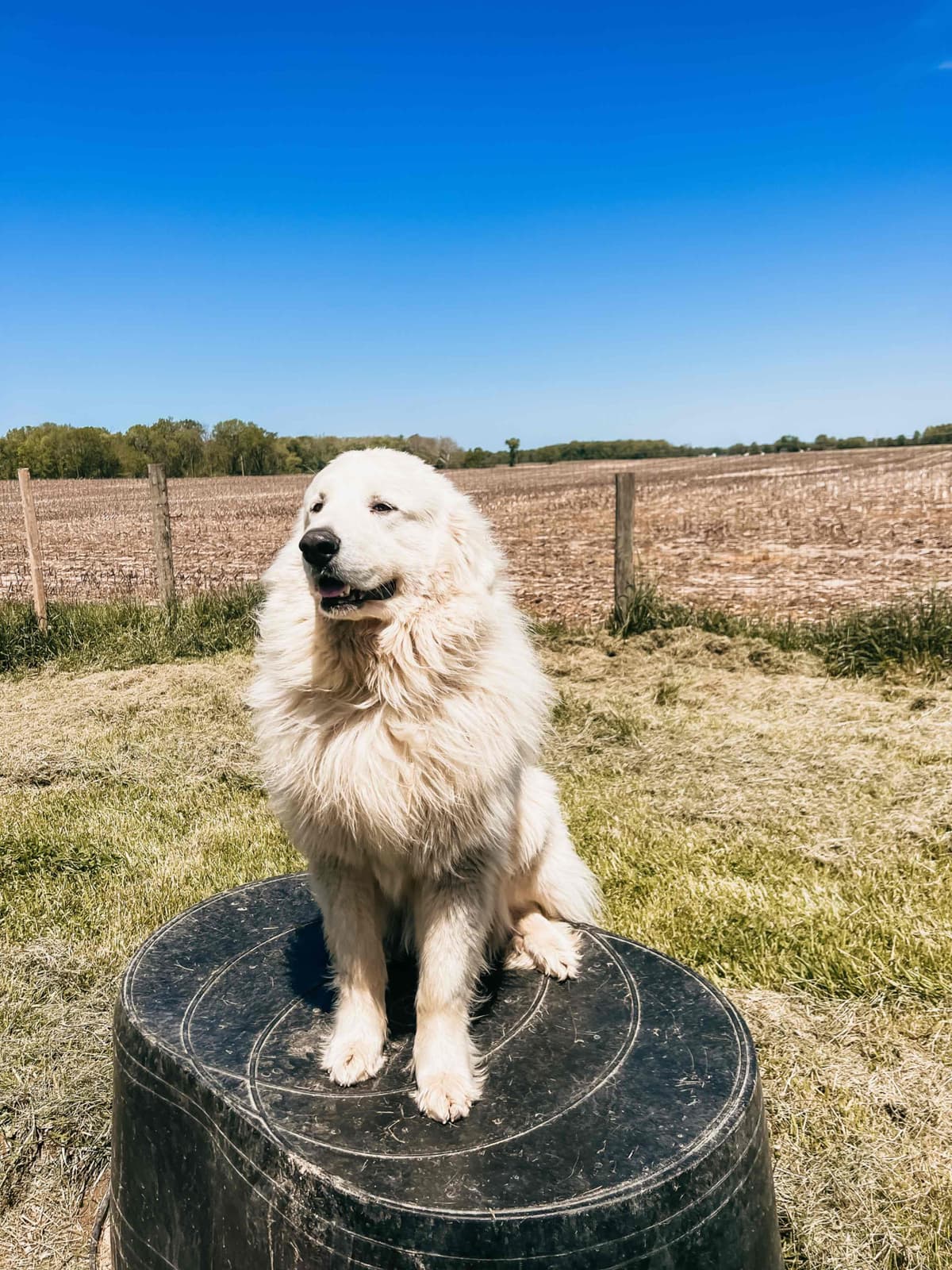 Hitchcock Homestead Great Pyrenees breeder image 21