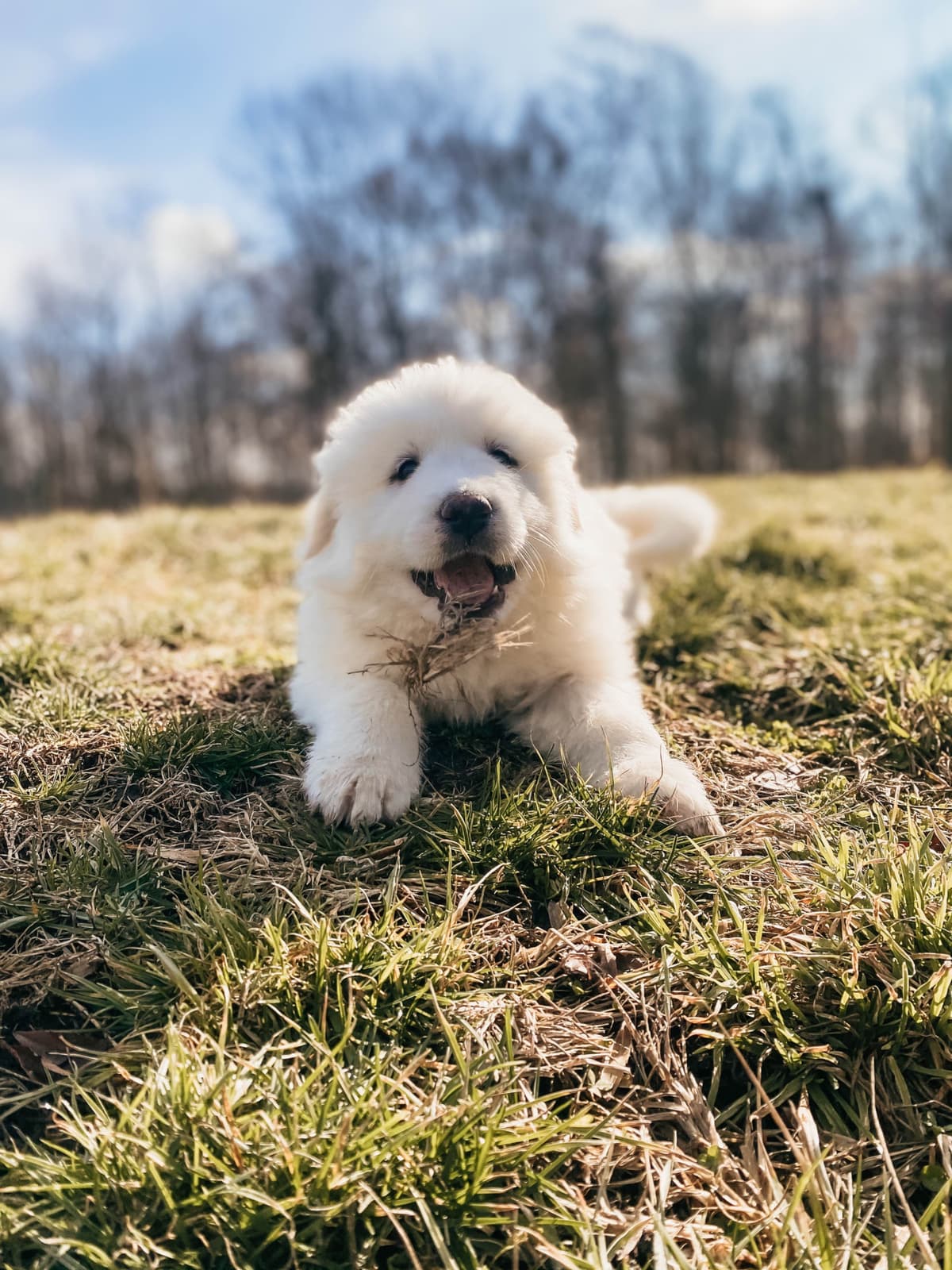 Hitchcock Homestead Great Pyrenees breeder image 22