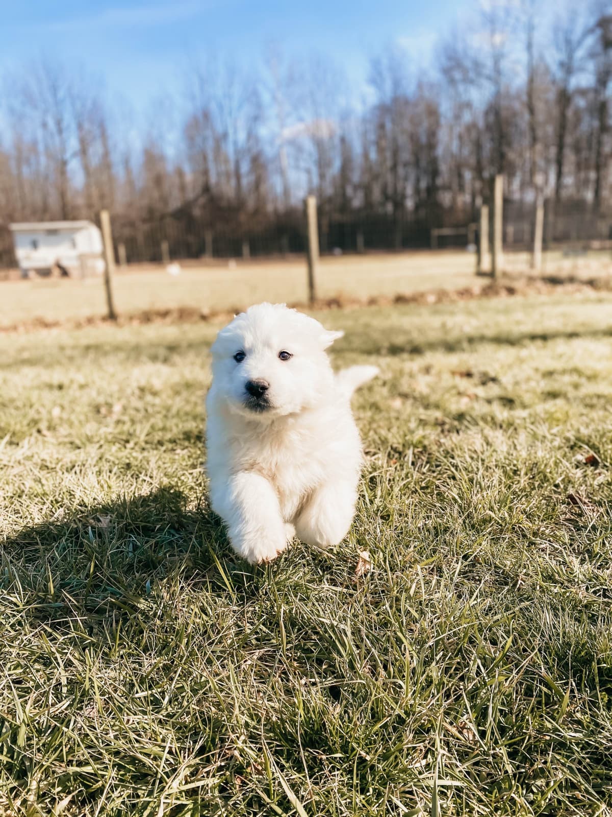 Hitchcock Homestead Great Pyrenees breeder image 23