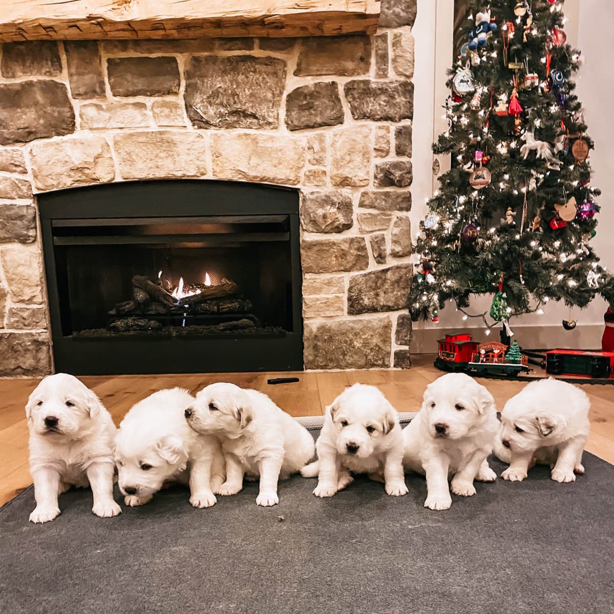 Hitchcock Homestead Great Pyrenees breeder image 24