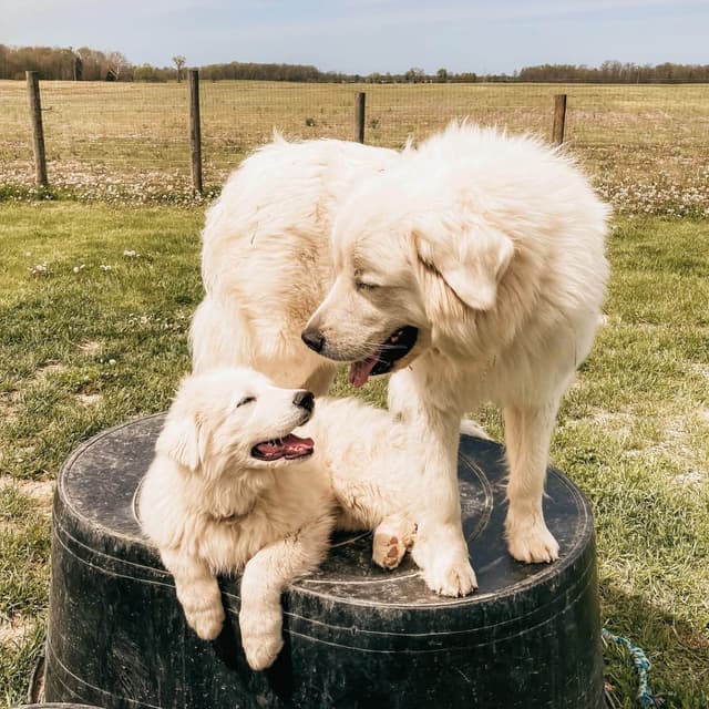 Hitchcock Homestead Great Pyrenees media 9