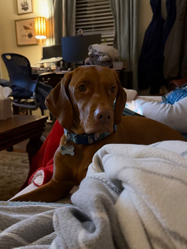 Vizsla Puppies Ready 6/5/26 media 2
