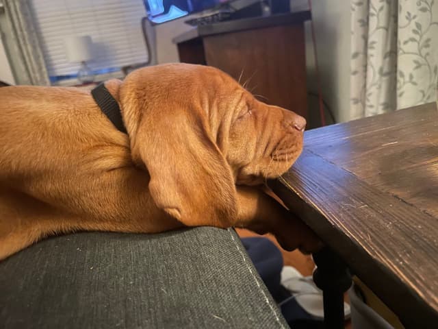 Vizsla Puppies Ready 6/5/26 media 3