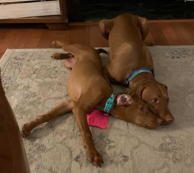 Vizsla Puppies Ready 6/5/26 media 5