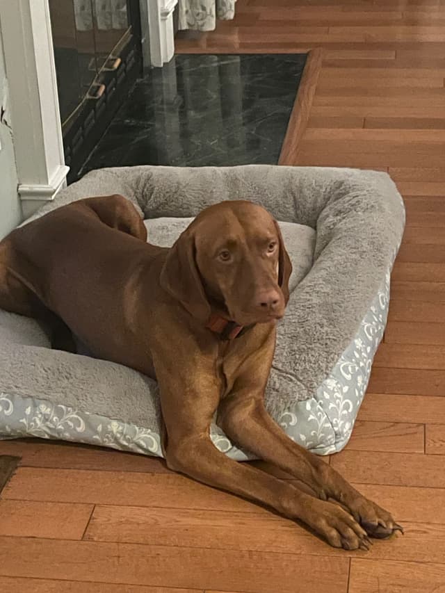 Vizsla Puppies Ready 6/5/26 media 7