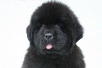AKC CHAMPION Saint Bernard Puppies breeder image 2