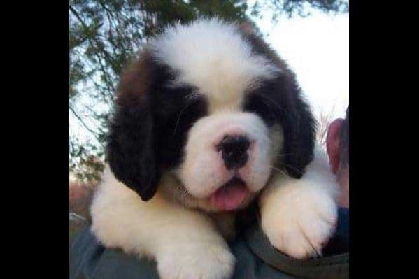 AKC CHAMPION Saint Bernard Puppies breeder image 6