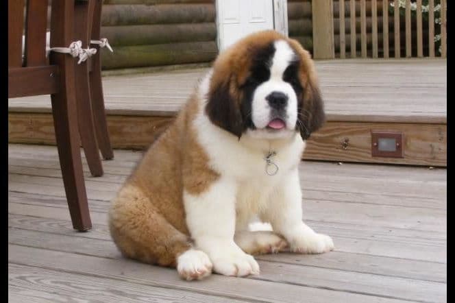 AKC CHAMPION Saint Bernard Puppies breeder image 5