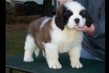AKC CHAMPION Saint Bernard Puppies breeder image 4