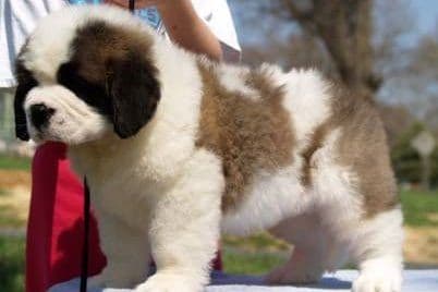 AKC CHAMPION Saint Bernard Puppies breeder image 8