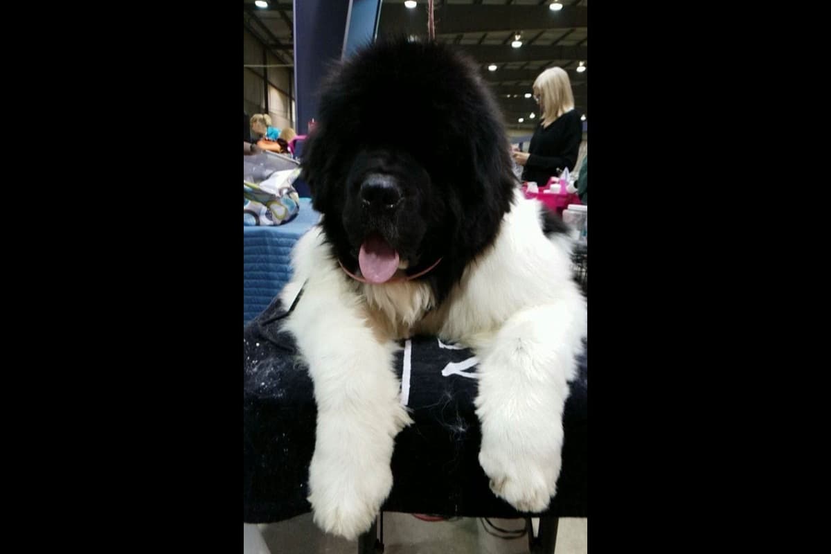 AKC CHAMPION Saint Bernard Puppies breeder image 11