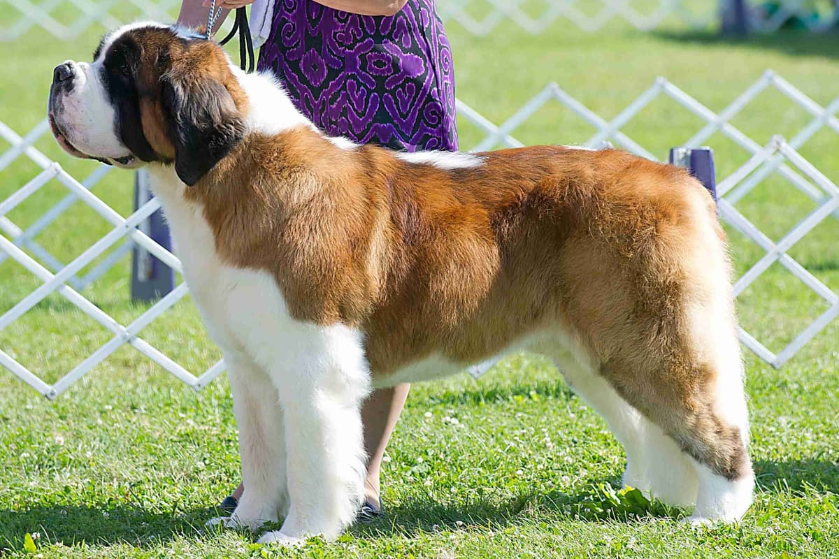 AKC CHAMPION Saint Bernard Puppies breeder image 12