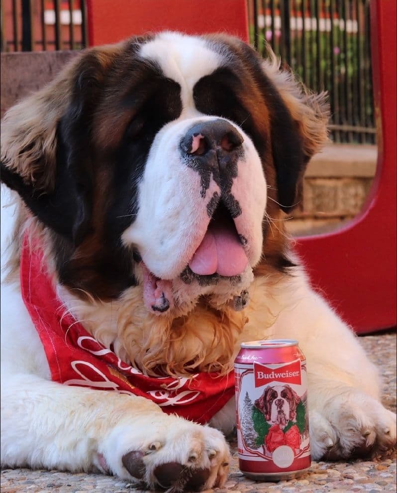 AKC CHAMPION Saint Bernard Puppies breeder image 15