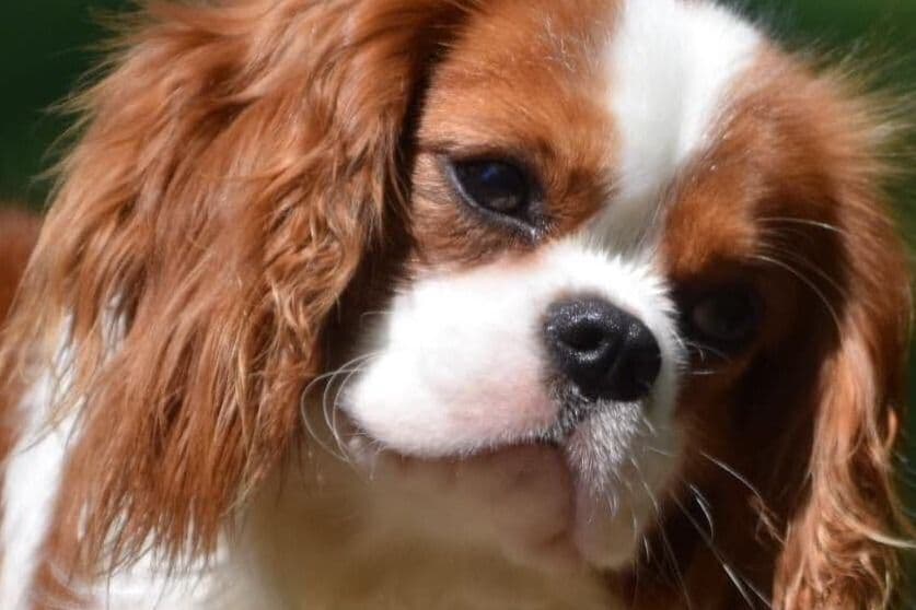 Cavalier King Charles Spaniel Puppies breeder image 1