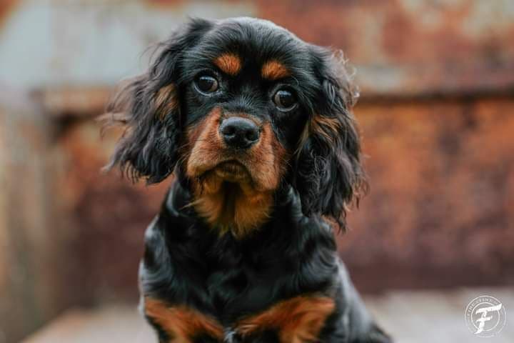 Cavalier King Charles Spaniel Puppies breeder image 3