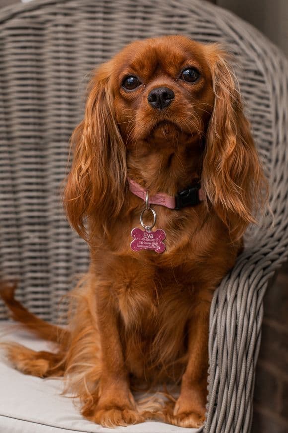 Cavalier King Charles Spaniel Puppies breeder image 5